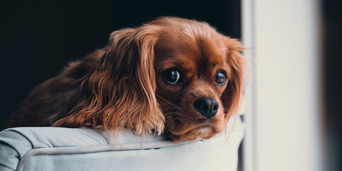 Salotto o ambulatorio veterinario?