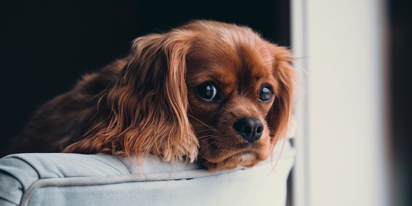 Salotto o ambulatorio veterinario?